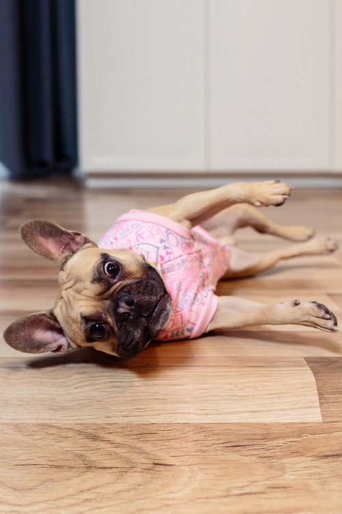 Pulls pour chiens - Love